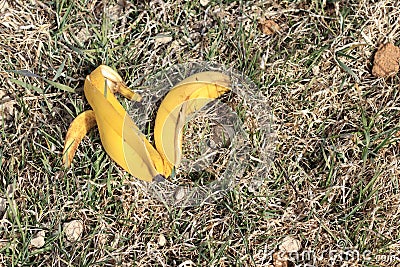 Banana peel on dry grass. daylight. there is toning Stock Photo