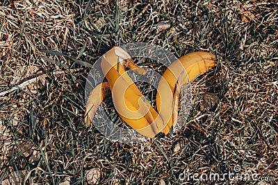 Banana peel on dry grass. daylight. there is toning Stock Photo