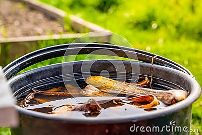 Banana peel soaked in water, close-up. Preparation of tincture for nourishing and fertilizing plants at home Stock Photo