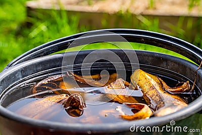 Banana peel soaked in water, close-up. Preparation of tincture for nourishing and fertilizing plants at home Stock Photo