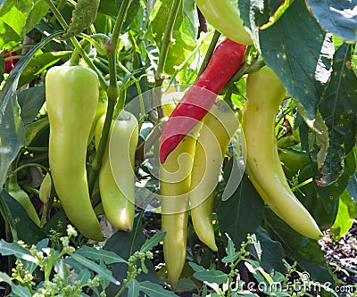 Banana Pepper Plant Stock Photo