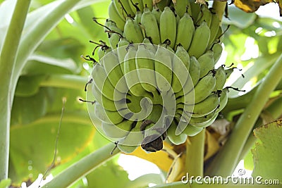 Banana plant Stock Photo