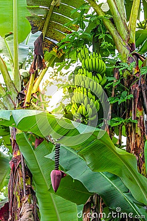 Banana plant with bunch and flower Stock Photo
