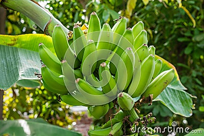 Banana plant with green bananas Stock Photo