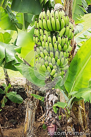 Banana plant with overblown flower Stock Photo