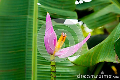 Banana plant starts to bear flower Stock Photo