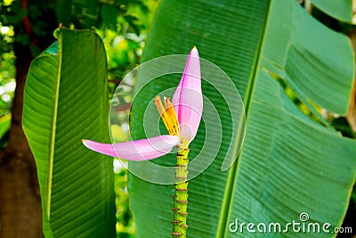 Banana plant starts to bear flower Stock Photo