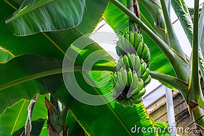 Banana plantain tree with green bananas Stock Photo