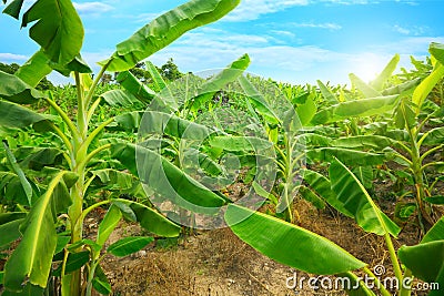 Banana plantation Stock Photo