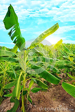 Banana plantation Stock Photo