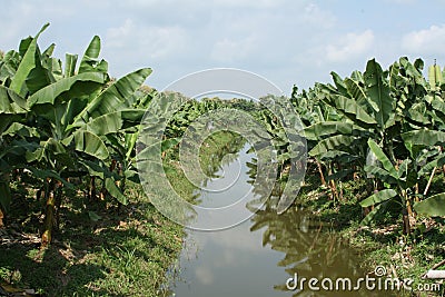 Banana Plantation Stock Photo