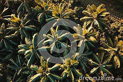 Banana plantation. Aerial shot from above Stock Photo