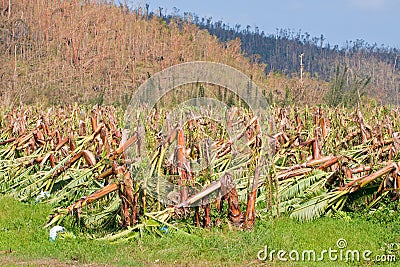 Banana plantation destroyed by cyclone Stock Photo