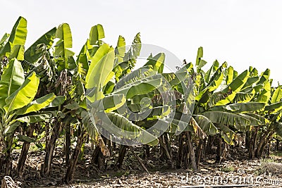 Banana Plantation Stock Photo