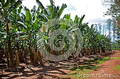 A banana plantation in Queensland Stock Photo