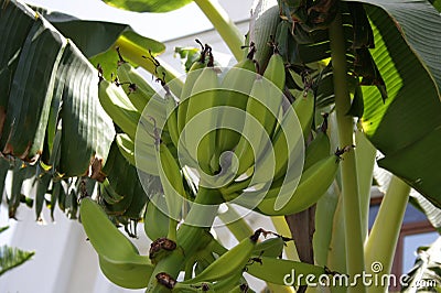 Banana plantation in Tenerife, Canary Islands at winter season Stock Photo