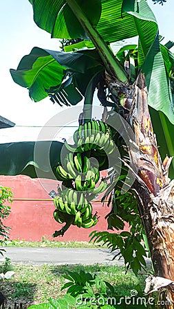 Portrait banana fruit or banana trees Stock Photo