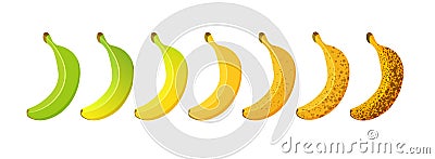 Banana ripeness stage isolated on white background Vector Illustration