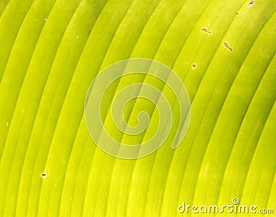 Banana's grunge leaf texture Stock Photo