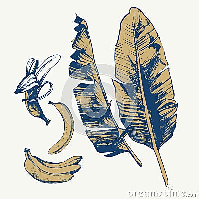 Banana set with leaves drawing with ink and brush Vector Illustration