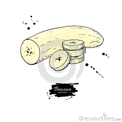 Banana sliced and peeled piece vector drawing. Isolated hand drawn object on white background. Summer fruit Vector Illustration