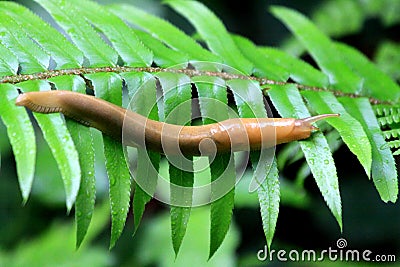 Banana Slug on a Fern Leaf Stock Photo