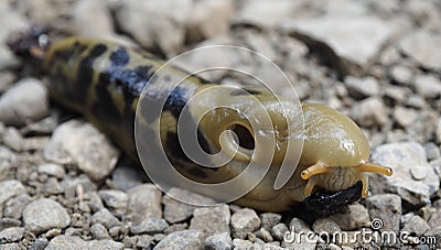 Banana slug Stock Photo