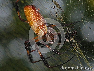 Banana Spider at the Birdsong Nature Center in Thomasville, Georgia Stock Photo