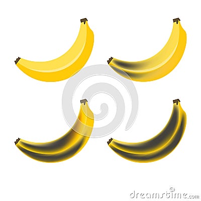 Banana. Stage of rotting bananas. Beautiful yellow fresh and old rotten fruit Vector Illustration