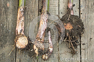 Banana suckers on wooden background close up Stock Photo