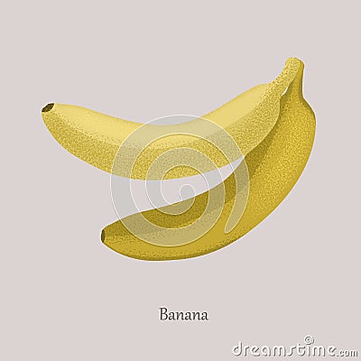 Banana sweet tropical fruit. Ripe yellow banana. Vector Illustration