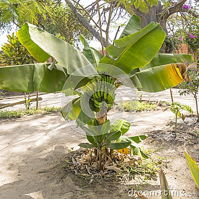 Banana tree Stock Photo