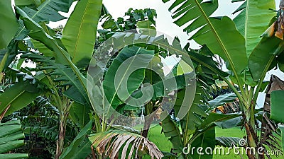 banana tree, background, public park, nature, natural image, garden, botany, Stock Photo