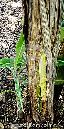 Banana tree Stock Photo