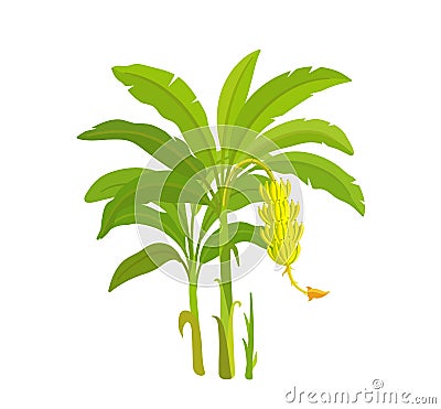 Banana tree. Bananas palm. Vector Illustration plants. Harvest biology. Musa acuminata. Vector Illustration