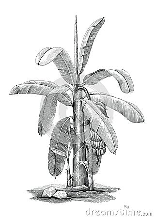 Banana tree botanical hand drawing vintage clip art Vector Illustration