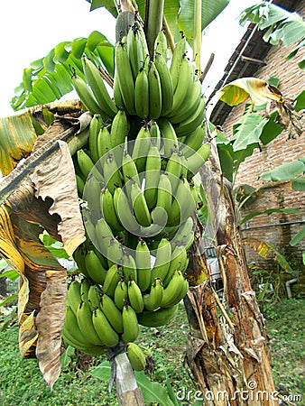 closeups of banana tree and the fruits. Stock Photo