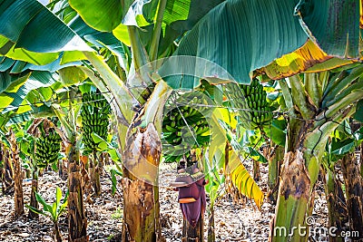 Banana tree with bunch of growing green bananas and banana flower. Agricultural plantation at Canary Islands, Spain Stock Photo