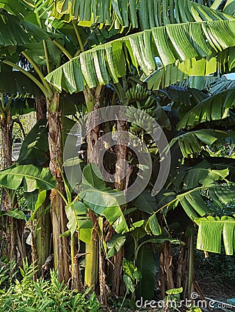 Banana Tree Chinese Herbs Park Ecological Trail Garden of Medicinal and Aromatic Plants and South China Medicinal Plants Garden Stock Photo