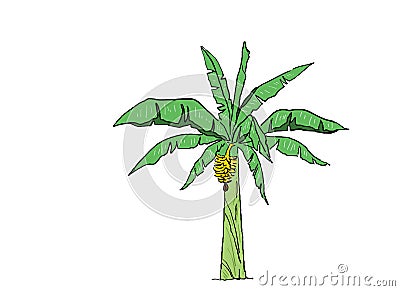 Banana tree in fresh and fruity blossom and ready to harvest Vector Illustration