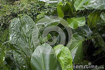 Banana tree garden Stock Photo