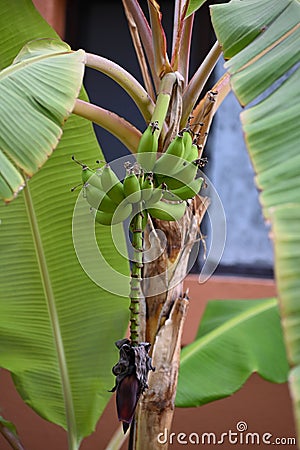 A banana tree with green banana branches, Mexic, Los Cabos Stock Photo