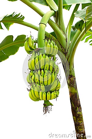 Banana on tree isolated on white background Stock Photo