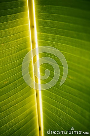 Banana tree leaf detail Stock Photo