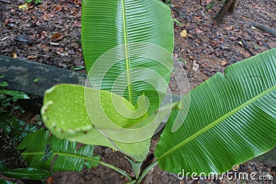 Banana tree leaf Stock Photo