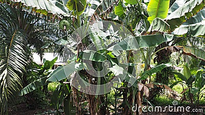 Banana tree at my villang Stock Photo