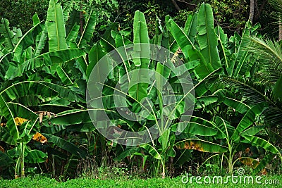 Banana Tree - Pohon Pisang Stock Photo
