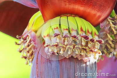 Banana tree - the purple flower of the banana tree and small green bananas grow from it. Banana leaves in the background Stock Photo