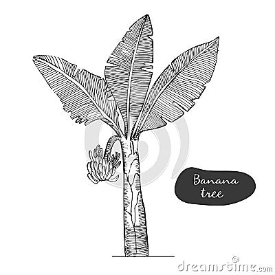 Banana tree sketch illustration.Detailed botanical style sketch. Tropical tree.Isolated exotic object. Vector Illustration