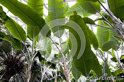 Banana tree subtropical garden Stock Photo